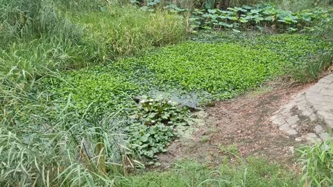 There are so many plants in this pond.