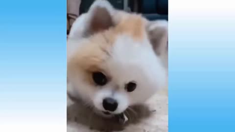 Cute Puppy