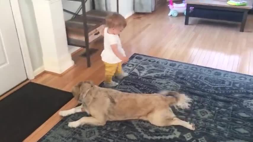 Cute Babies Playing With Dogs Compilation | Funny Baby And Pets