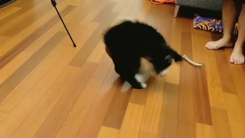 Music black dog trying to get antler from ground