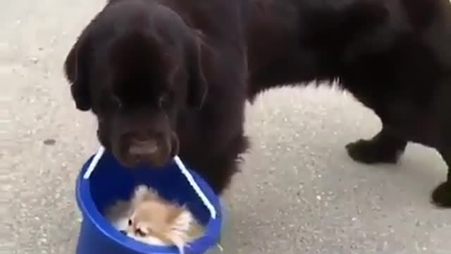 dog and puppy Fun