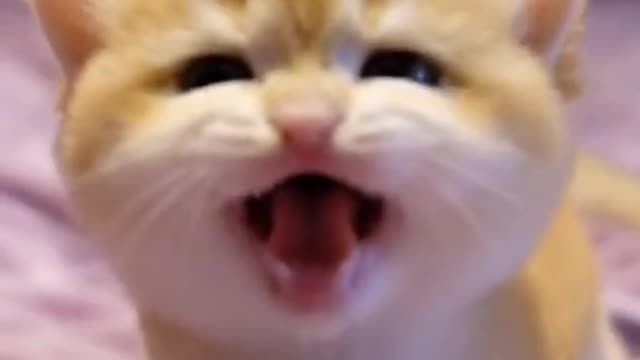 cute kitten so beautiful cute 🥰🥰