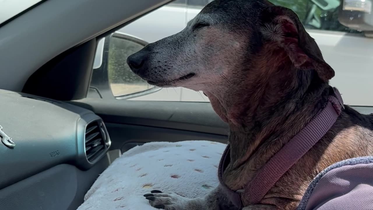 Dachshund Cools Off in the Car