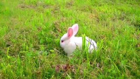 Bunny Antics: Funniest Rabbit Hops, Tricks & Playful Moments!