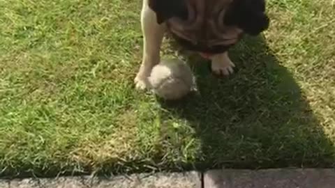 Clever pug passes ball back