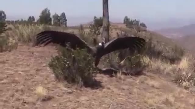 An Andean condor was released back to the wild in the mountains of Bolivia