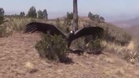 An Andean condor was released back to the wild in the mountains of Bolivia