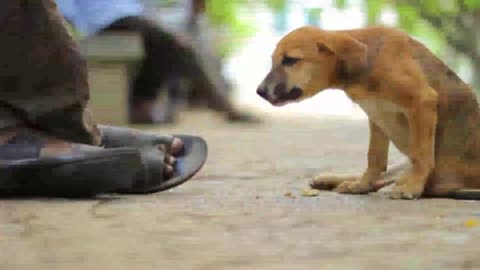 A man and a dog story /heart touching/very very sad moment