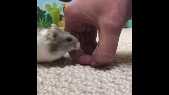 hamster