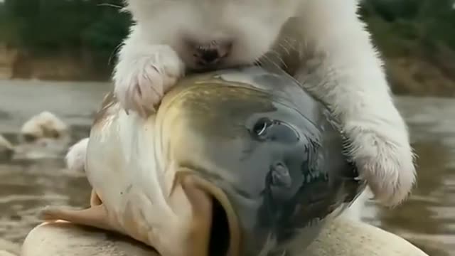 Love Between Puppy and Fish 😍