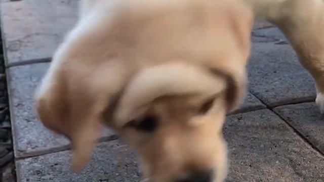 Funniest & Cutest Golden Retriever Puppies