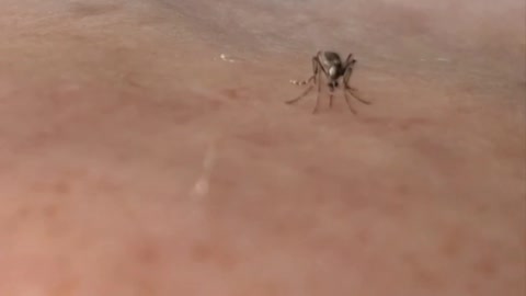 Florida Mosquito - Drunk on my blood!