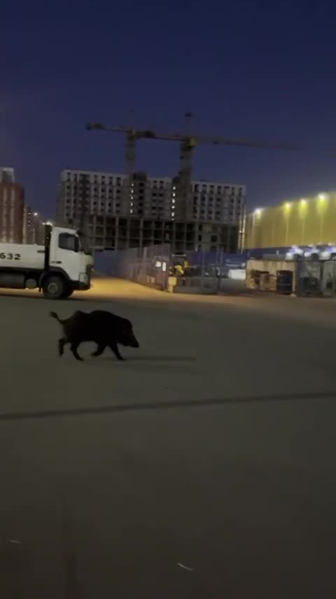 Wild boar goes for a late evening jog