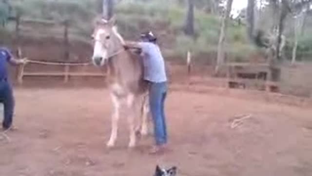 Cavalo da coise no cara