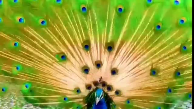 Amazing Peacock dance and lovely voice.