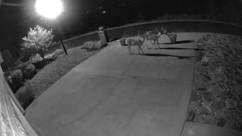 Front Yard Deer (Part 1)