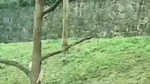 Funny Bear falling