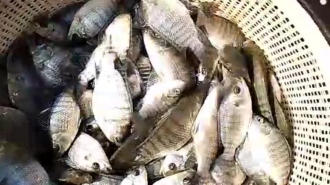 Fish Farming In Pak| Biofloc Fish Farming | Small Profitable Business | How to start Fish Farming