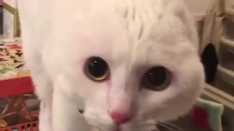 funny oo blobloblo cat