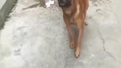 Loyal dog skills