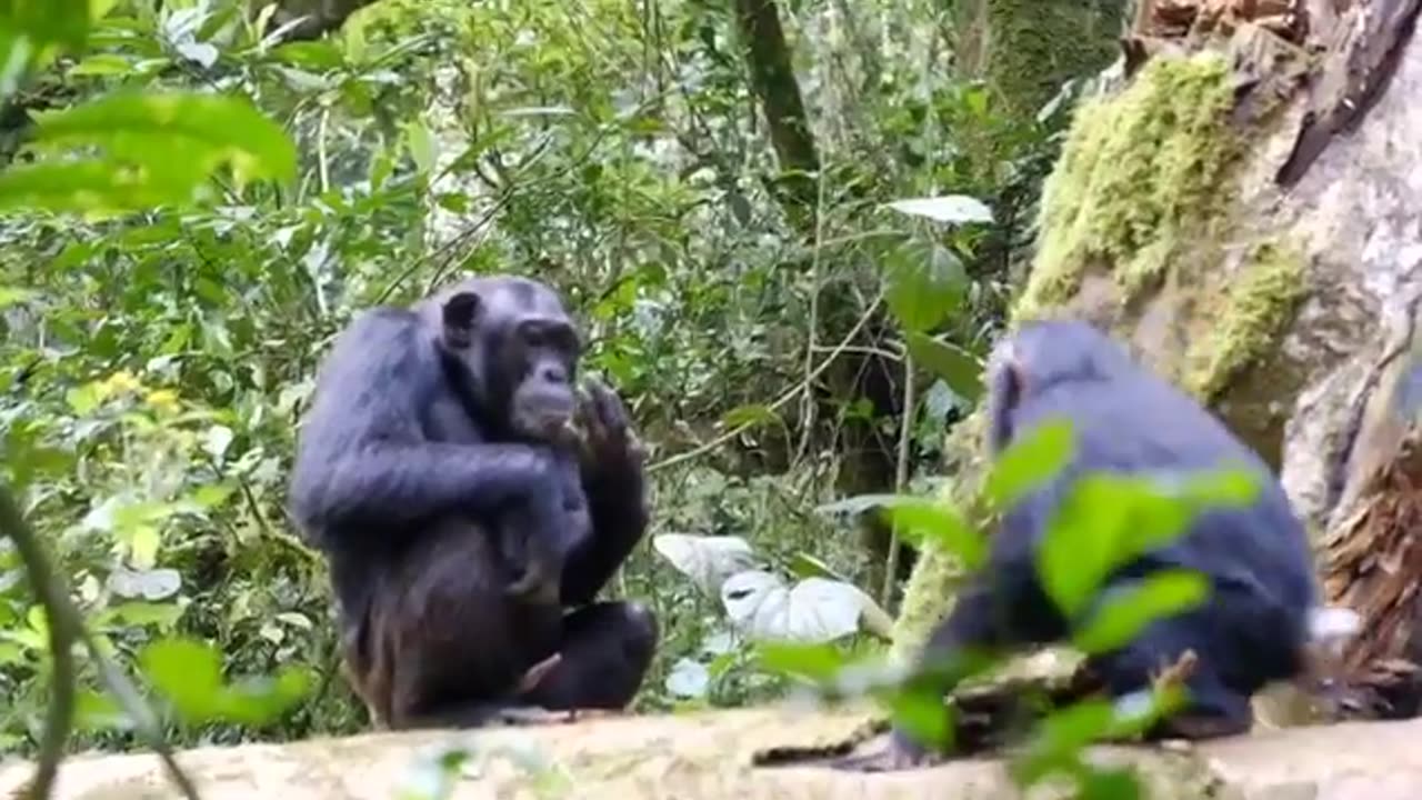 Chimpanzee mating