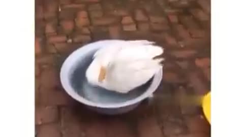 Random funny animal video