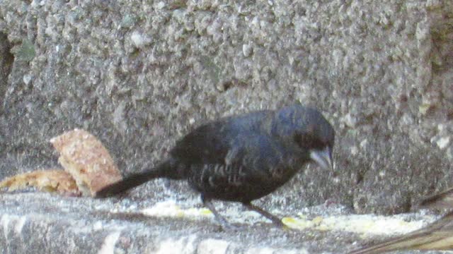 Blue-black Grassquit