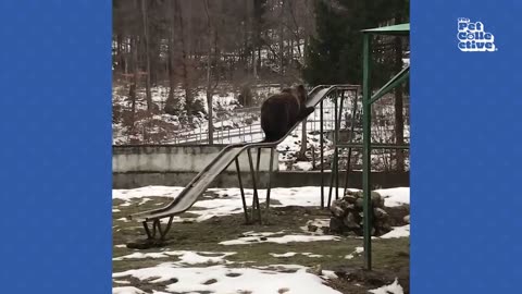 The FUNNIEST Animal Shorts Ever! 8