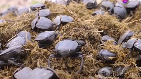 Beetles- The Unsung Heroes of Ecosystems Worldwide