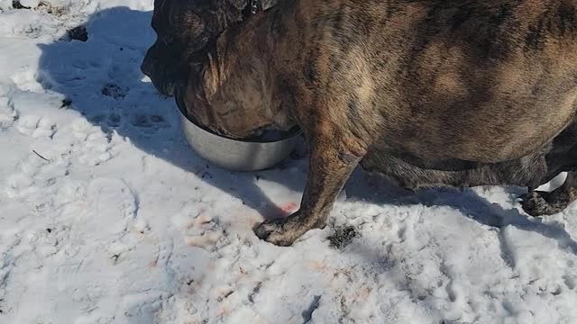 Presa canario scuffle