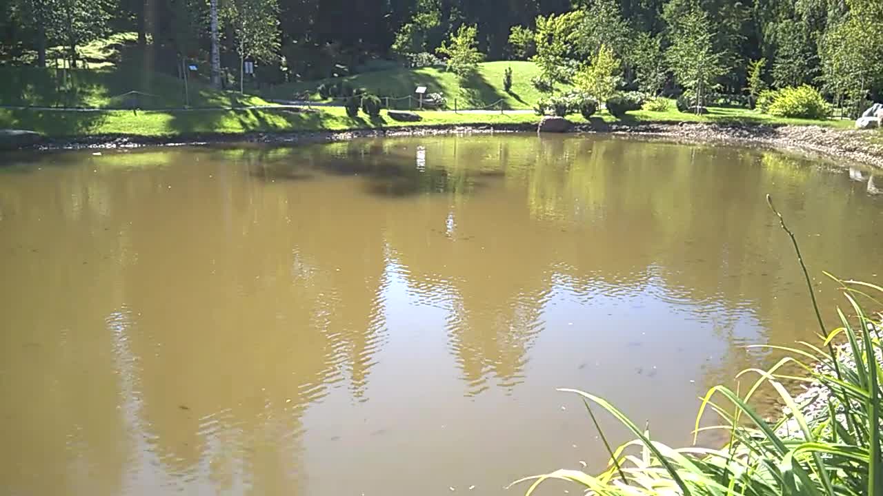 Crucians in the pond