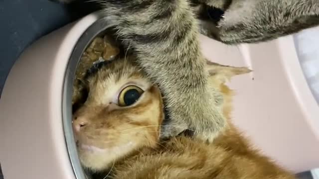 Feline Tension Over Food
