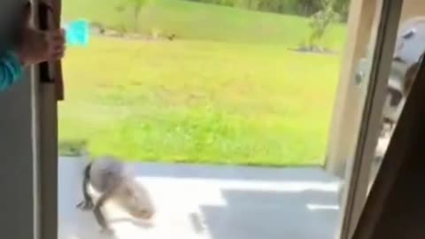 Dog Scares Off Gator