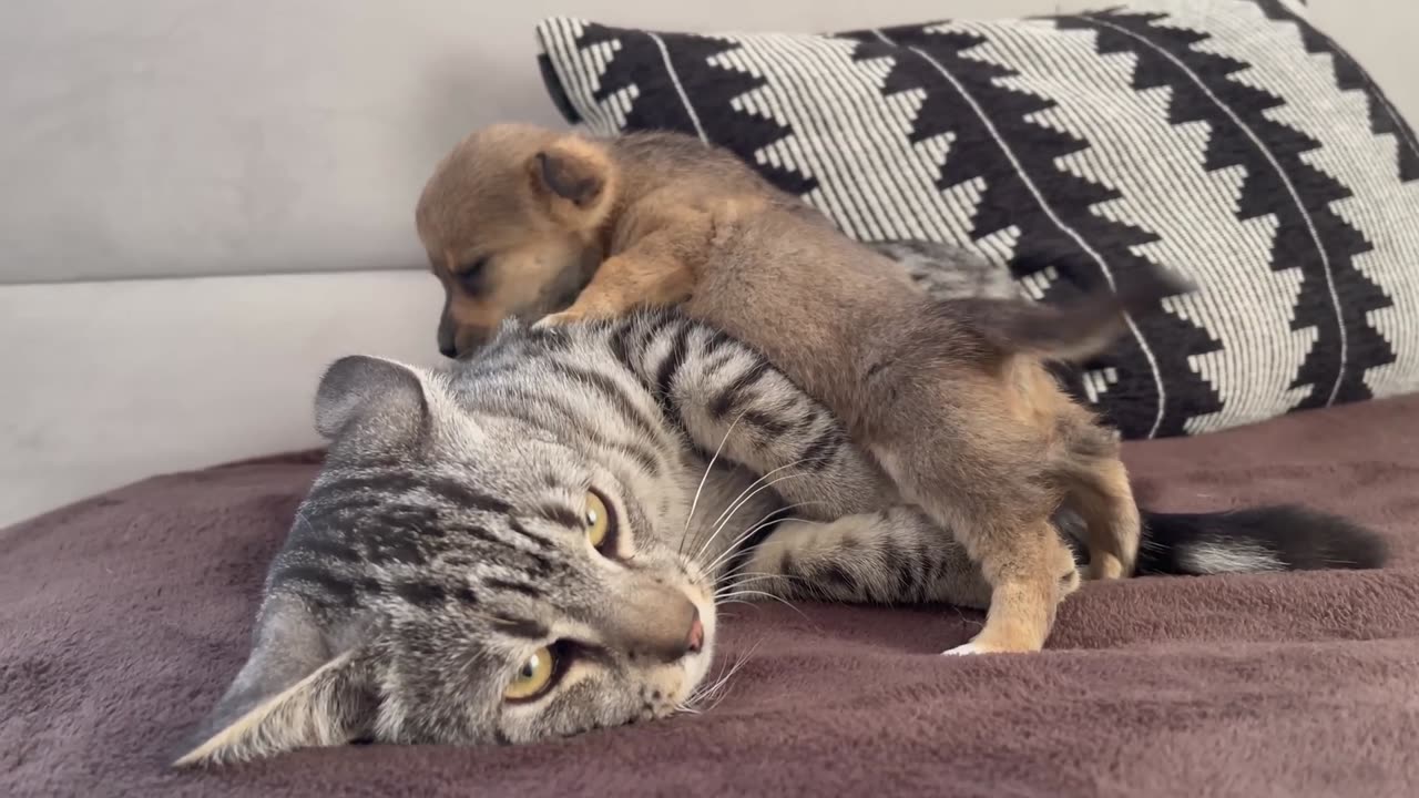 Funny Cat Reaction to Puppies [Kitty sees them for the First Time]