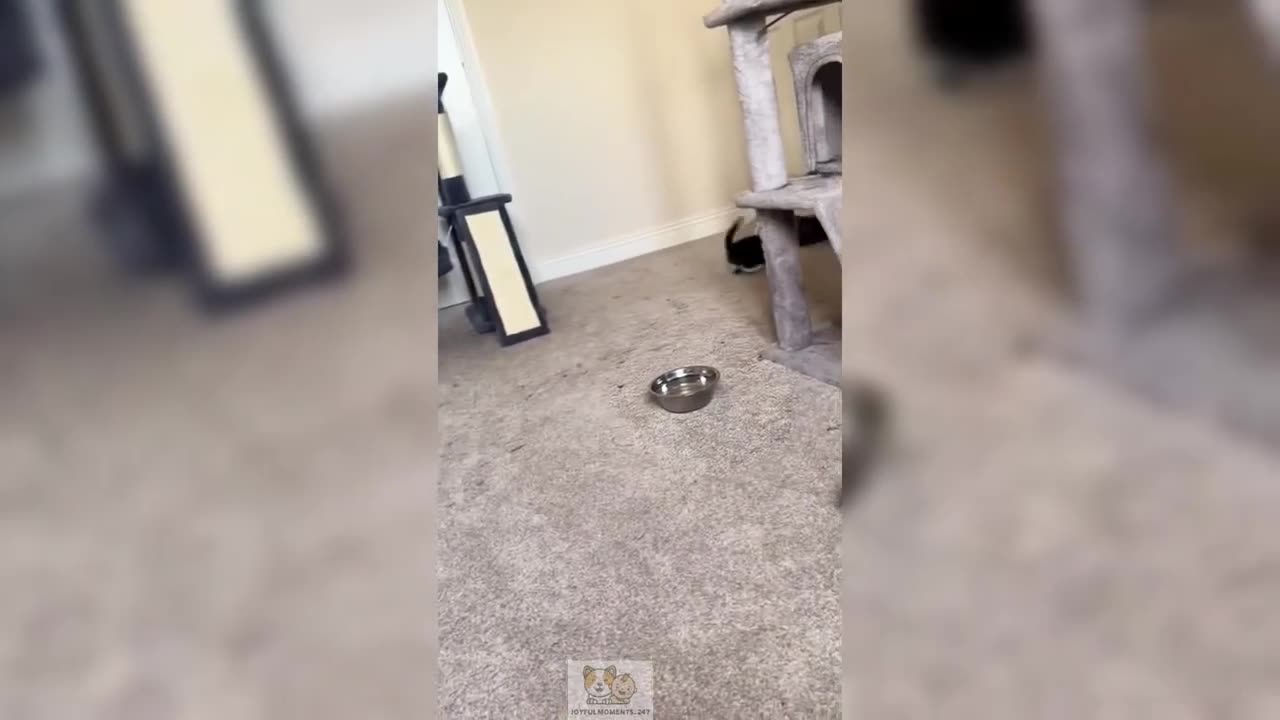 Funniest Cats and Dogs Videos 2024