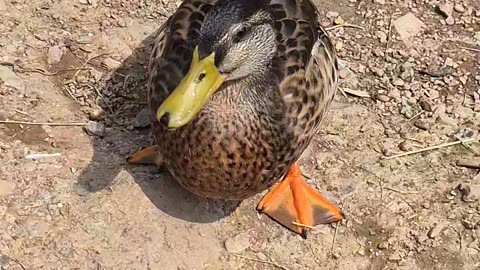 Cute ducks