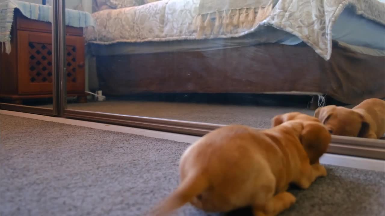 Awesome Funny Puppy plays with a mirror