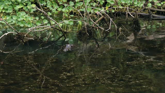 Crocodile in the river only with its head out