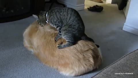 cat and dog friendship