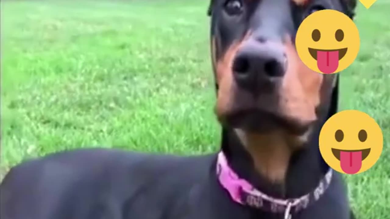 Cute And Funny puppies doing funny things