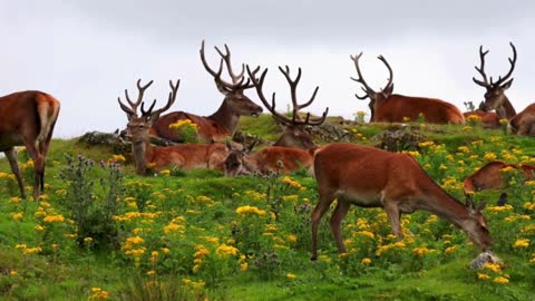 Have you ever seen so many deer with your own eyes?