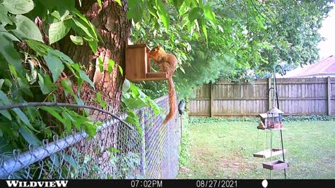 Backyard Squirrel