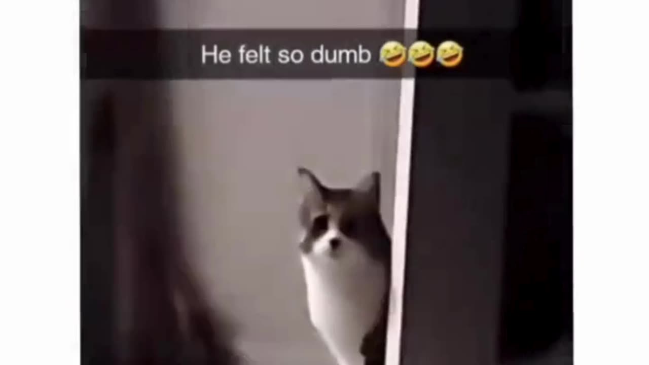 Cat Scratching at an Open Door—The Moment It Realizes the Truth! 🐱🚪