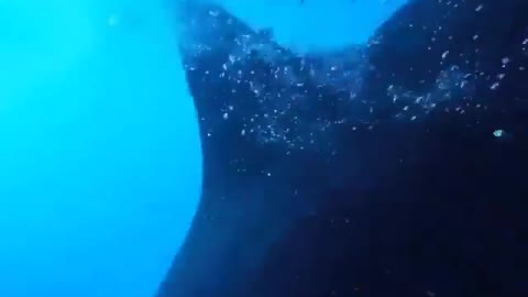 This is a beautiful and charming water-dwelling species