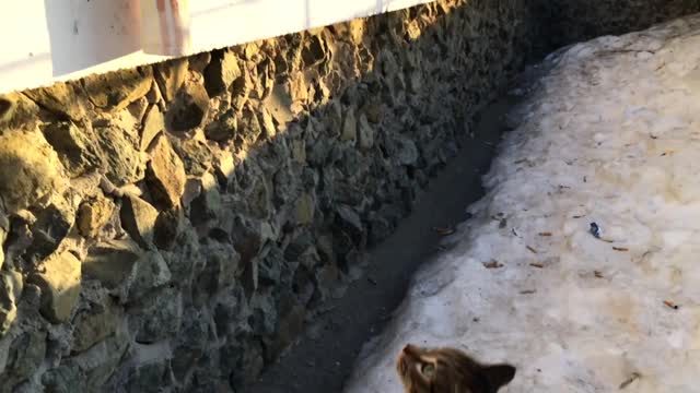 The Cat Came Home Part 2