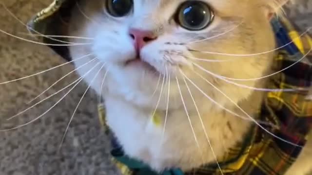Meow meow