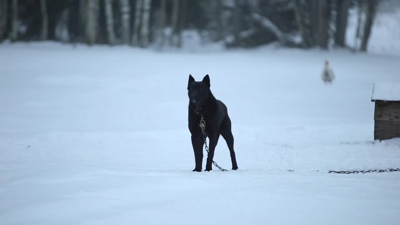 Big Black angry dog barks agains the kennel. Winter