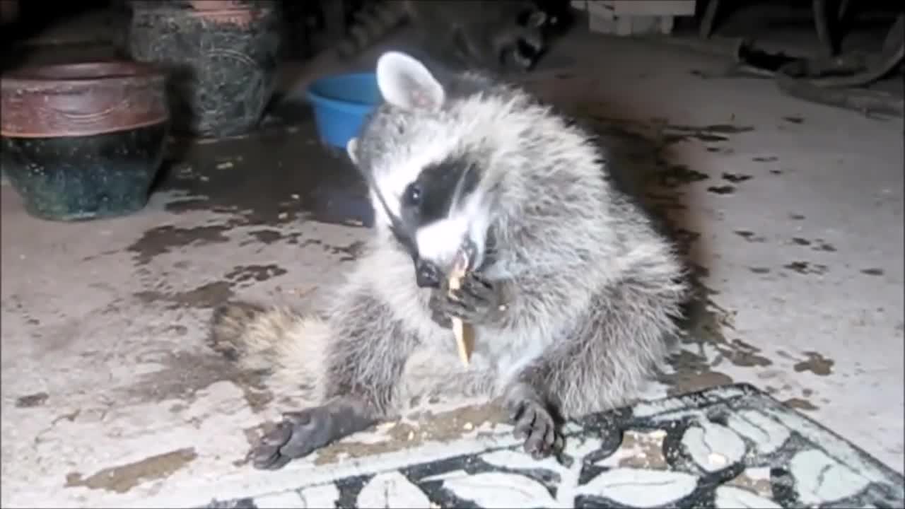 Baby Raccoons Are Cheeky