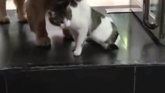 Dog Convinces Cat Not To Fight Another Cat