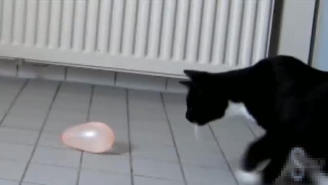 Cute cats vs balloons [funny videos] #3